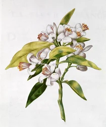 fol.71 Květ pomerančovníku, z 